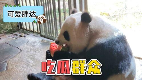 娱乐吃瓜大熊猫